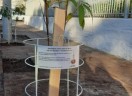 Mutirão para plantio de árvores em Venâncio Aires/RS